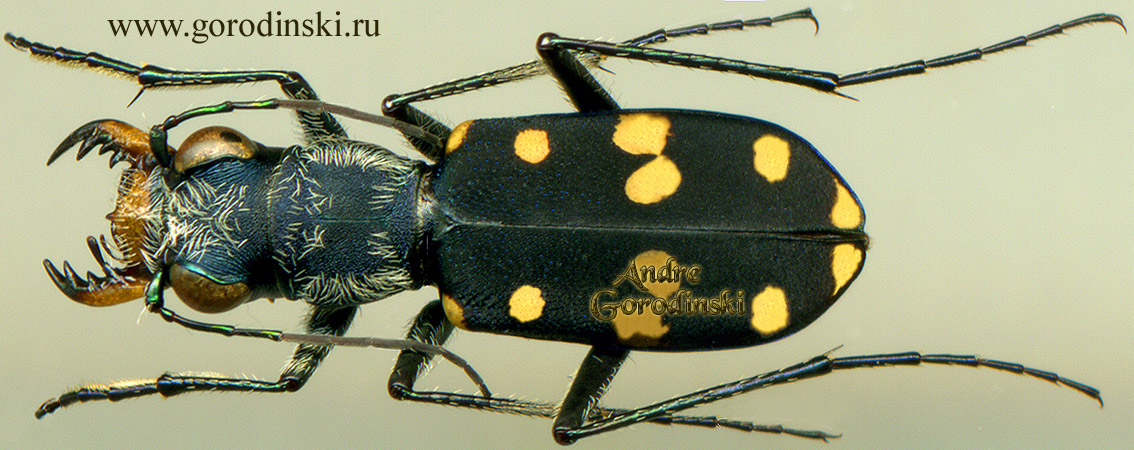 http://www.gorodinski.ru/cicindela/Cassolaia maura.jpg